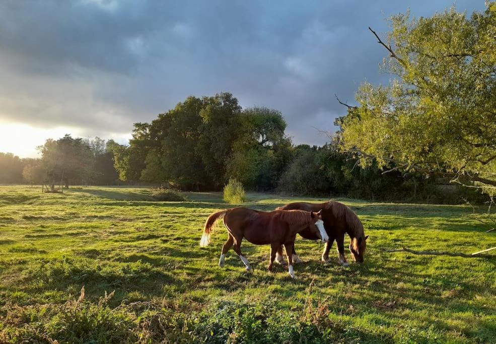 Gite En Bord De Loire Blaison-Saint-Sulpice Eksteriør bilde