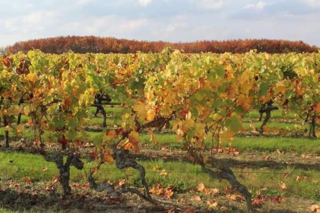 Gite En Bord De Loire Blaison-Saint-Sulpice Eksteriør bilde